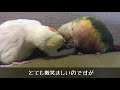 すんごい体勢で毛づくろいをし合うオカメインコとウロコインコ【恋つづより熱い】grooming