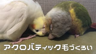 すんごい体勢で毛づくろいをし合うオカメインコとウロコインコ【恋つづより熱い】Grooming