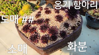 1월4일  옹기 화분#다육이화분#야생화화분#우물정진주바위솔#택배주문 010  5067  3731