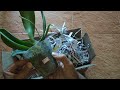 unboxing phalaenopsis orchid ordered online