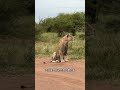 母獅伏擊陷在沼澤裡的長角羚，聰明狡猾步步逼近準備下手 野生動物零距離 解說版動物世界 內容啟發搜索