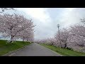 2022年　新潟の桜　空撮【ミリヤム新潟】 japan