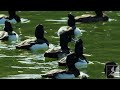 キンクロハジロ tufted duck