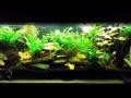 Gourami Tank: Guppy Problem Solved?