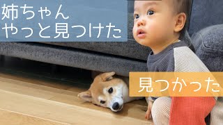 大好きなソファの下にいたのに、1歳弟に見つけて欲しくて自ら顔を出す柴犬姉ちゃんが可愛い【柴犬姉ちゃんと1歳息子の徒然】