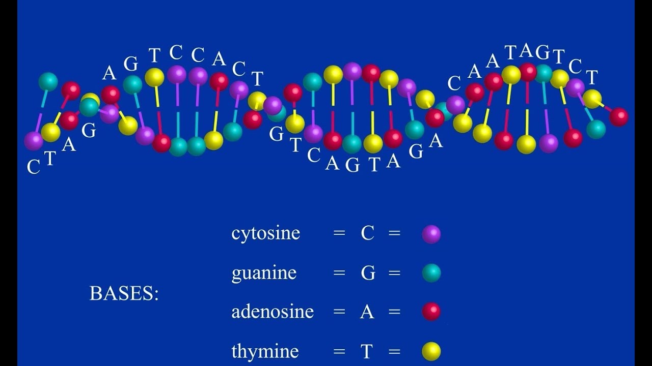 Introduction To Genetic Genealogy - YouTube