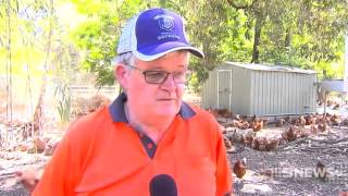 Egg Shortage | 9 News Perth