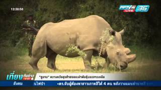 “ซูดาน” ความหวังสุดท้ายของเผ่าพันธุ์แรดขาวเหนือ