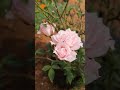 rose flowers plant punjabisong