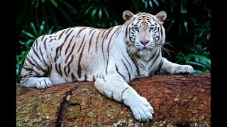 Kolkata Sahuan ( Zoological Garden, Alipore) kan tlawh,