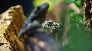 Introducing a bumpy-skinned expert at camouflage, the Vietnamese Mossy Frog!