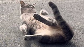 アスファルト？いいえ、猫です。ぼくここにいます。
