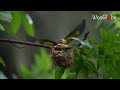 oriole feeding captivating moments of nature s nurture wooglobe