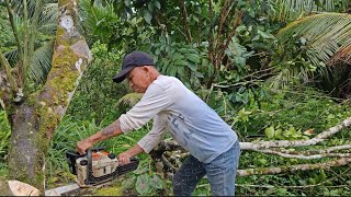 TEBANG POKOK LIMAU DAN BERSIHKAN TEMPAT UNTUK BUAT RUMAH DI TANAH SENDIRI //