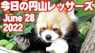 【レッサーパンダ】今日の円山レッサーズ　June 28 , 2022　Red Pandas at Maruyama Zoo