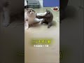 一山不容二猫，今天做个了断！ 寵物 pets catfunny 小貓咪 萌寵 cute funnycatvideos 寵物生活 funny yourcat 猫咪 猫のいる暮らし