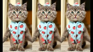 😻🐾️💃Cutest Cat Dances Compilation😻🐾️💃 16 #ai #dance #cute #kitten #cat #catdance #love #cutecats