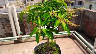 ছাদে বারোমাসি থাইল্যান্ড কাটিমন আম | Mango’s Plant | ফুল দিয়ে ভর্তি আমের চারা | Gardening | ছাদকৃষি