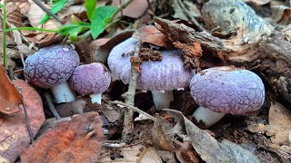 โคตรเยอะ!!เก็บเห็ดรวมดอกสวยมาก ออกใหม่ๆหมู่เดียวเป็น100ดอกก็มี.. Wow!!wild mushrooms