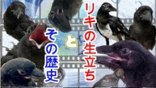 [083]子カラスはこうして我が家にくることになりました【リキに起こった事】