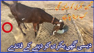 Pregnant Goats ko desi ghee kab Dena chahy//گبن بکری کو دیسی  گھی کب دینا چاہیے