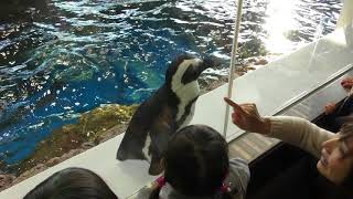 ケープペンギン (京都水族館) 2017年11月5日