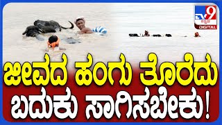 Malaprabha River: ಡೇಂಜರ್ ನದಿ ದಾಟಬೇಕು ಅಂದ್ರೆ ಜೀವದ ಹಂಗು ತೊರೆದು ಈಜಿ ದಡ ಸೇರಬೇಕು! | #TV9D