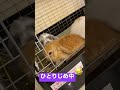 両手でガードして独り占め😂 うさぎ 九州うさぎclub うさぎ専門店 かわいい 福岡 cute rabbit shorts