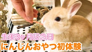 生後3ヶ月記念日でにんじんおやつ初体験【うさぎ】【ネザーランドドワーフ】