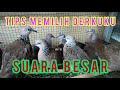 CARA MEMILIH DERKUKU SUARA BESAR || SPOTTED DOVE High volume