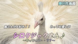 🦆掛川花鳥園🌼「鳥さんが大好き!!とっても優しいシロクジャクさん♪🦚～ちっちゃい・・??～」