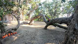 4K | The Banyan Tree at Ambashi (Dist. Akola, Maharashtra, India)