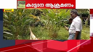 ഇടുക്കിയിൽ കാട്ടാനയുടെ പരാക്രമം; വ്യാപക കൃഷി നാശം | Idukki | Wild Elephant