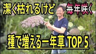 [ガーデニング] 種で増える植物5選「キャリア29年のプロガーデナーがオススメする種で増える一年草5選」