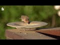 discover the fascinating world of sparrows