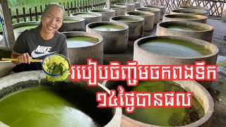 បច្ចេកទេសចិញ្ចឹមចកពងទឹកក្នុងលូស៊ីម៉ង់ត៍ ចាយទុនមិនដល់២០ម៉ឺនរៀល ប្រើពេល១៤ថ្ងៃ អាចលក់បាន