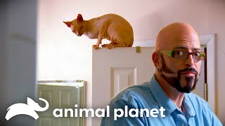 Hairless Hell Raisers Constantly Fight | My Cat From Hell | Animal Planet