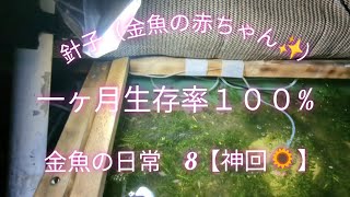 金魚の日常　８【神回🌻】針子（金魚の赤ちゃん稚魚）生存率１００%✨✨✨【字幕・解説付き】