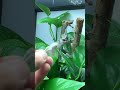 veiled chameleon short introduction