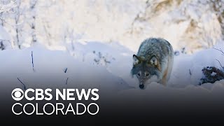 Colorado Parks and Wildlife looking for Range Riders to patrol ranches, protect livestock