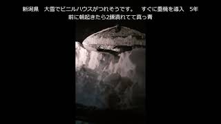 新潟県　大雪でビニールハウスが埋まる、救出！と奥さん屋根の初雪下ろし