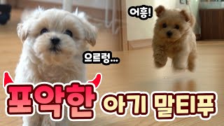 SUB) 포악한 아기 말티푸가 덮치는 영상! | 말티푸 새끼 말티푸 성장 | Video of the ferocious baby Maltipoo!