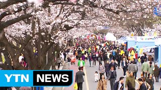 [날씨] 여의도 봄꽃 축제 개막...주말 벚꽃 절정 / YTN