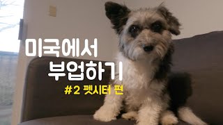 미국에서 부업하기 #2 | 펫시터 편(을 빙자한 일리 덕질영상)