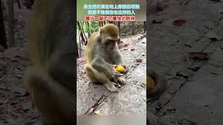 男生把芒果在地上摩擦后喂猴，猴子露出一副不可置信的眼神 | 中国大陆  热点  #社会百态  #Shorts