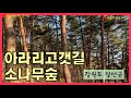 강원도 정선 아라리고갯길 뱅뱅이재 소나무숲 병방치 스카이워크 주차장 옆