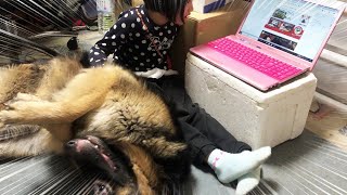 大型犬との暮らし・パソコン嫌い・シェパード犬と孫娘の放課後Study computer