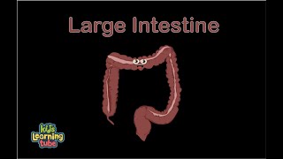Human Body /Large Intestine Song/Human Body Systems
