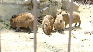 カピバラの６つ子ちゃん capybara baby / 姫路市立動物園