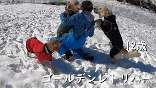 ドッグランＷＡＮ－ＷＡで雪遊びを愛犬たちと堪能する飼い主